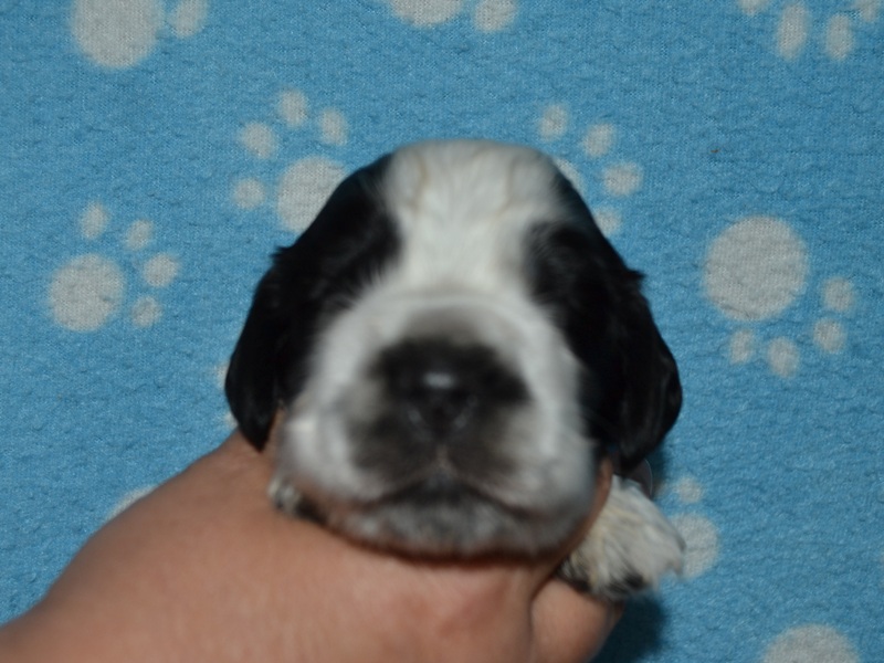 3.pejsek-tm. zelená st..JPG